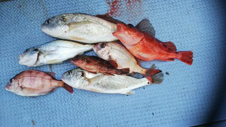 第二常豊丸 釣果