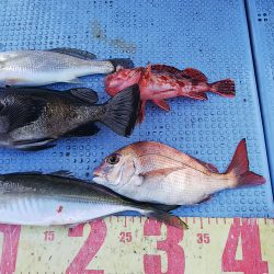 第二常豊丸 釣果