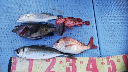 第二常豊丸 釣果