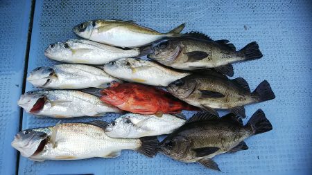 第二常豊丸 釣果