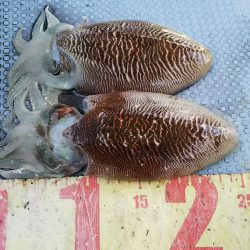 第二常豊丸 釣果