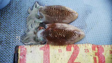 第二常豊丸 釣果