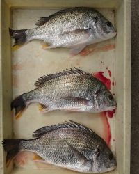 和歌山マリーナシティ釣り公園 釣果