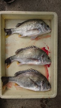 和歌山マリーナシティ釣り公園 釣果