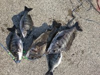 和歌山マリーナシティ釣り公園 釣果