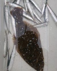 和歌山マリーナシティ釣り公園 釣果