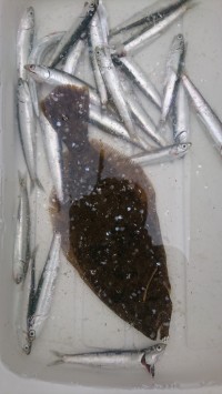 和歌山マリーナシティ釣り公園 釣果