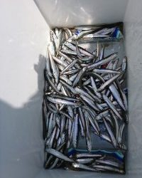 和歌山マリーナシティ釣り公園 釣果