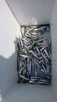 和歌山マリーナシティ釣り公園 釣果