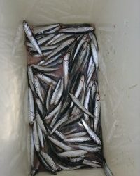 和歌山マリーナシティ釣り公園 釣果