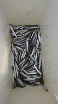 和歌山マリーナシティ釣り公園 釣果