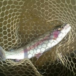 フィッシングエリア帝釈 釣果