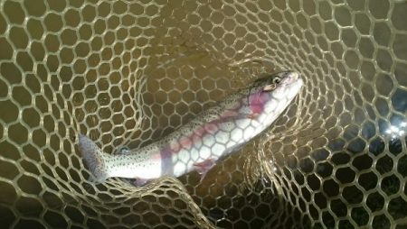 フィッシングエリア帝釈 釣果