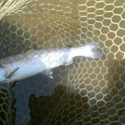 フィッシングエリア帝釈 釣果