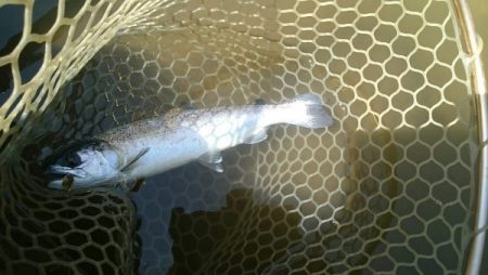 フィッシングエリア帝釈 釣果