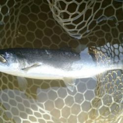 フィッシングエリア帝釈 釣果