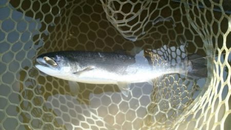 フィッシングエリア帝釈 釣果