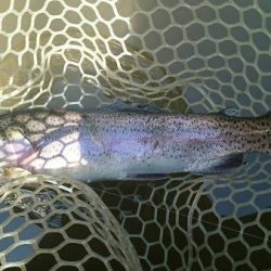 フィッシングエリア帝釈 釣果