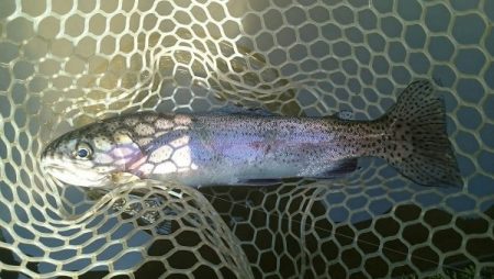 フィッシングエリア帝釈 釣果