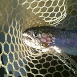 フィッシングエリア帝釈 釣果