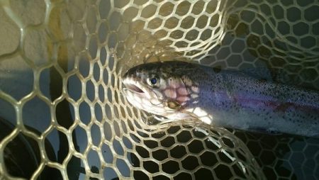 フィッシングエリア帝釈 釣果