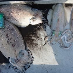 フィッシングボートACE(エース) 釣果