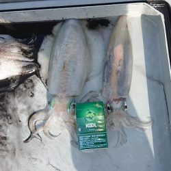 フィッシングボートACE(エース) 釣果