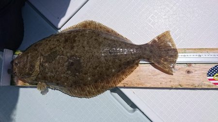 フィッシングボートACE(エース) 釣果