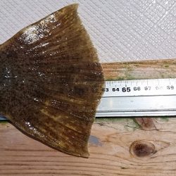 フィッシングボートACE(エース) 釣果