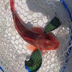 フィッシングボートACE（エース） 釣果