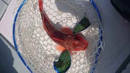 フィッシングボートACE（エース） 釣果