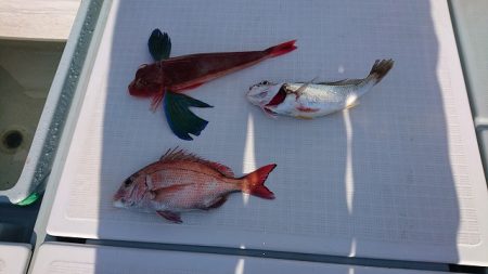 フィッシングボートACE（エース） 釣果