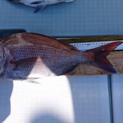 フィッシングボートACE(エース) 釣果