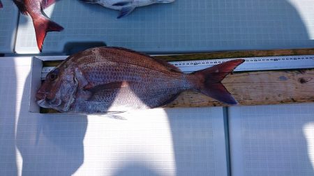 フィッシングボートACE（エース） 釣果