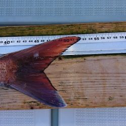 フィッシングボートACE(エース) 釣果