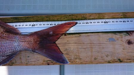 フィッシングボートACE(エース) 釣果