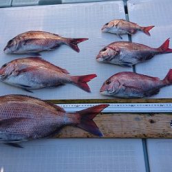 フィッシングボートACE(エース) 釣果