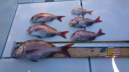 フィッシングボートACE(エース) 釣果