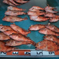 アジアマリンサービス 釣果