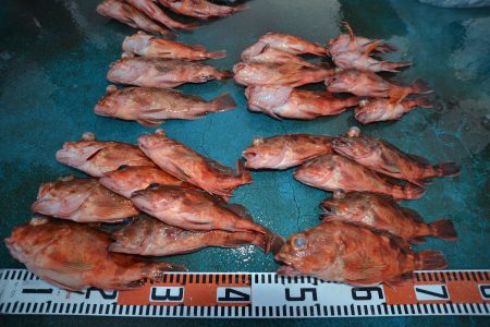 アジアマリンサービス 釣果