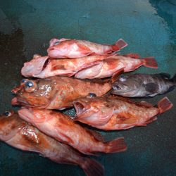 アジアマリンサービス 釣果