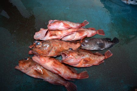 アジアマリンサービス 釣果