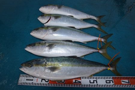 アジアマリンサービス 釣果