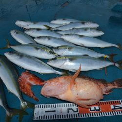 アジアマリンサービス 釣果