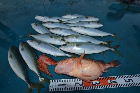 アジアマリンサービス 釣果