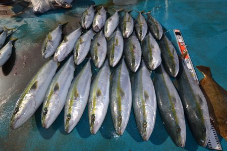 アジアマリンサービス 釣果