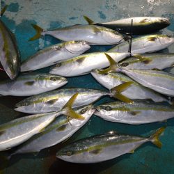 アジアマリンサービス 釣果