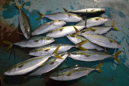 アジアマリンサービス 釣果