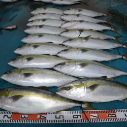 アジアマリンサービス 釣果