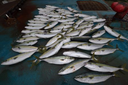 アジアマリンサービス 釣果